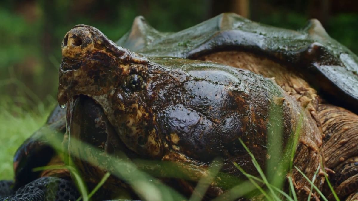 Coyote's Journal: In Search of a Legendary Turtle | Coyote Peterson ...