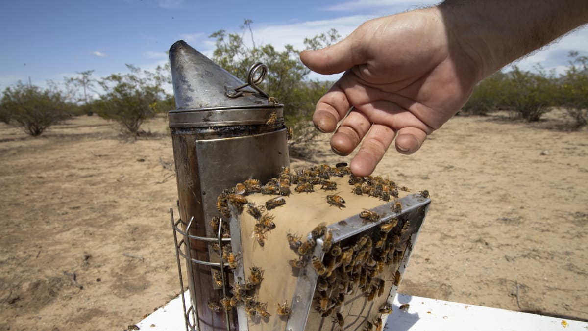 Coyote's Journal: The Making Of A Bee Beard | Coyote Peterson: Brave