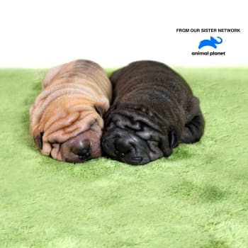 Science - Official Site