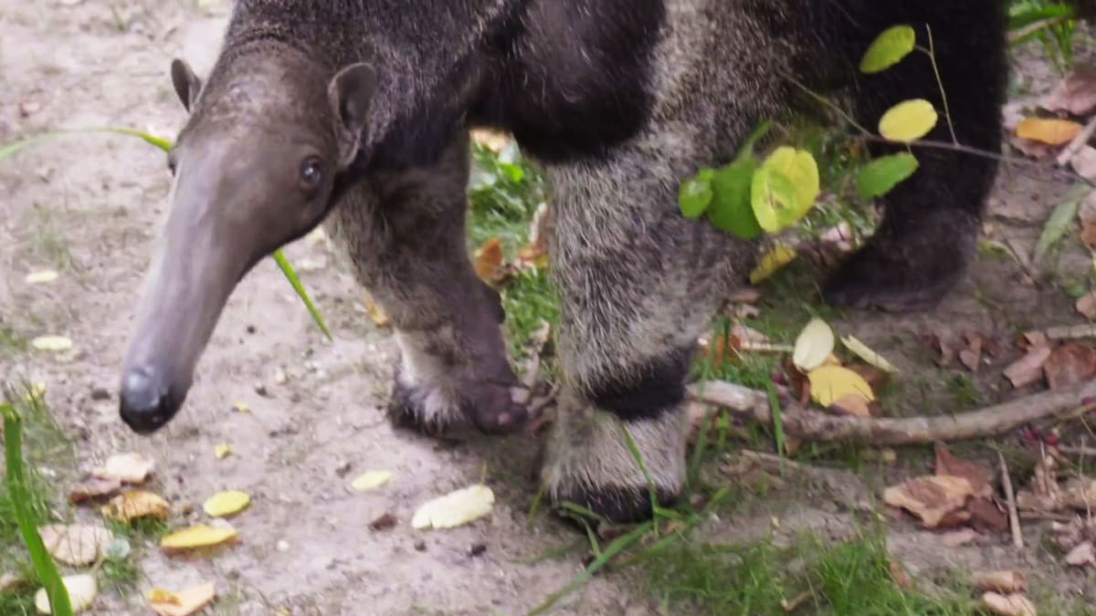 From the Inside: Showing Off a Giant Anteater's Tongue ...