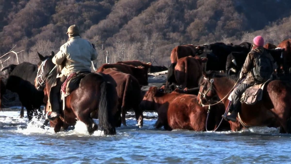 Til the Cows Come Home | Alaska: The Last Frontier