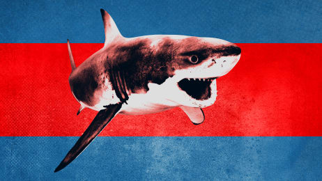 Animal Planet Shows - Watch Now for FREE!