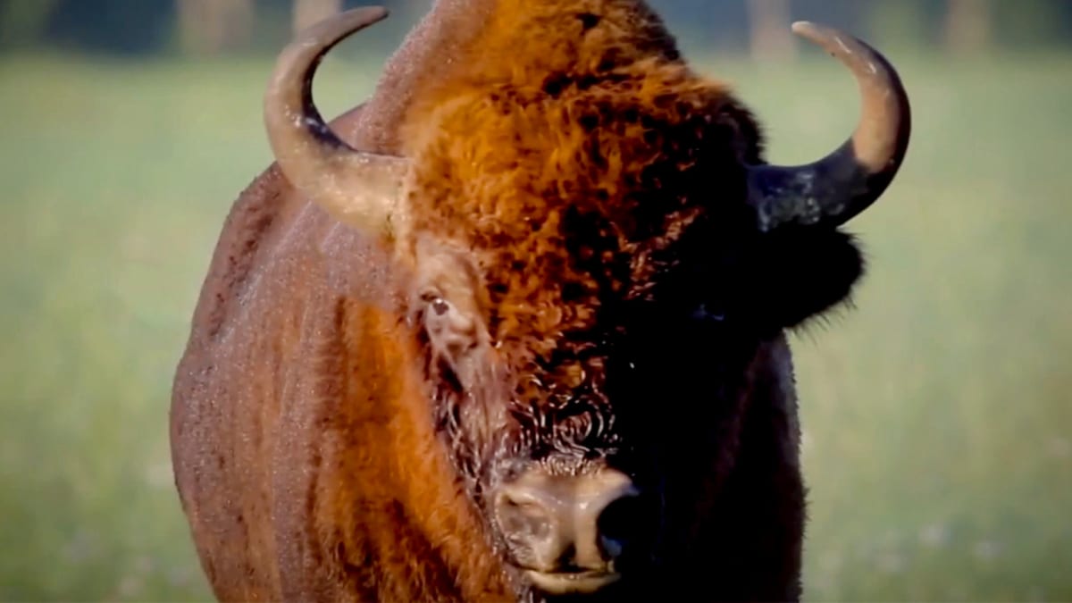 Bulls | Beast Kept Secrets