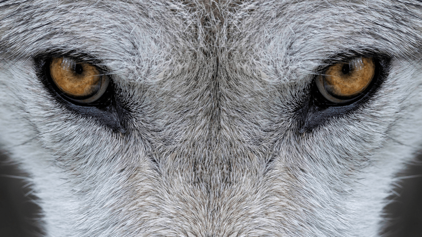 Волчьи глаза арт11