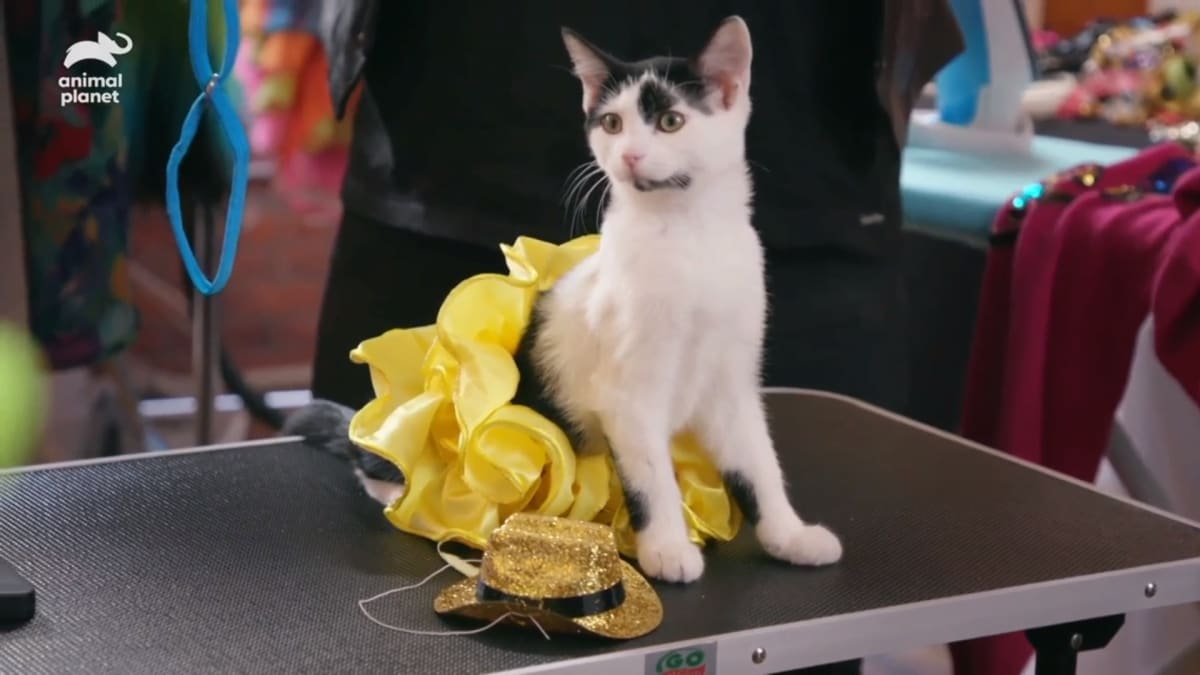 Road to Kitty Halftime Show Puppy Bowl