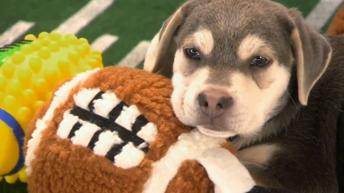 Puppy Bowl XVII Best in Show Puppy Bowl