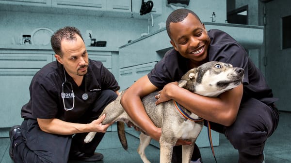 The Vet Life Watch Full Episodes And More Animal Planet